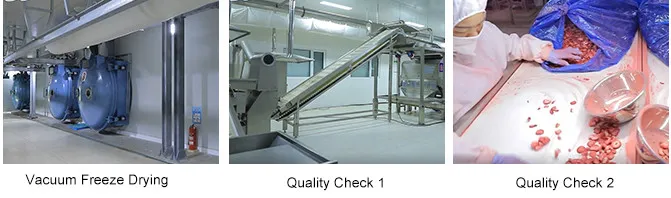 Brc ISO22000 Kosher Certified Asian Freeze Dried Food in Bulk Freeze Dry Carrot Cube