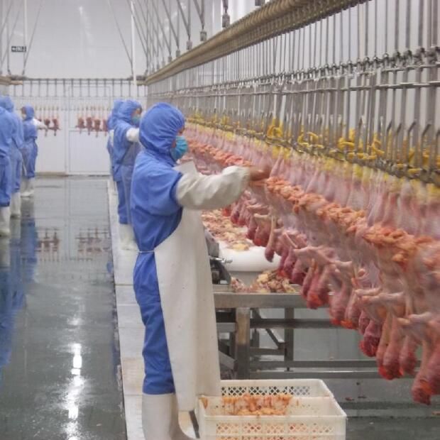 Chicken Poultry Feathere Plucker for Poultry Slaugher Equipment for Removing Feather