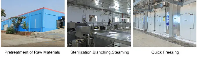 Freeze Dried Vegetables in Bulk Freeze Drying Dry Carrots